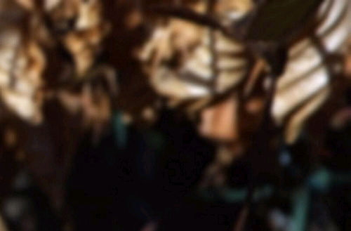 untitled.gif